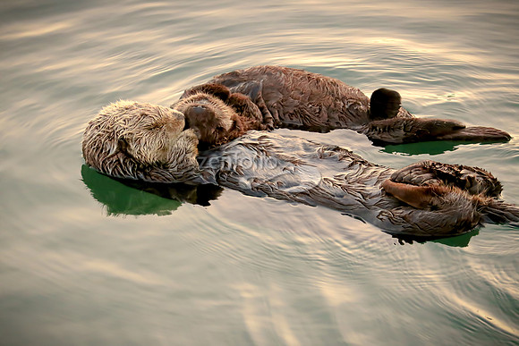 Sea Otters II