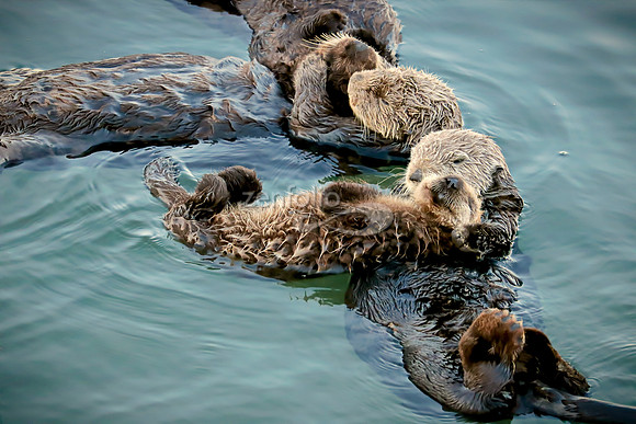 Sea Otters VI