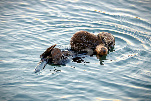 Sea Otters VII