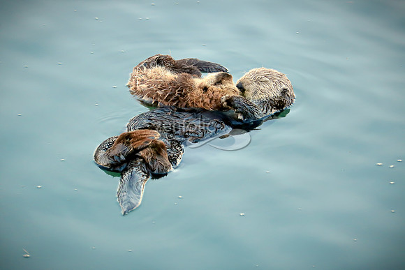 Sea Otters VIII