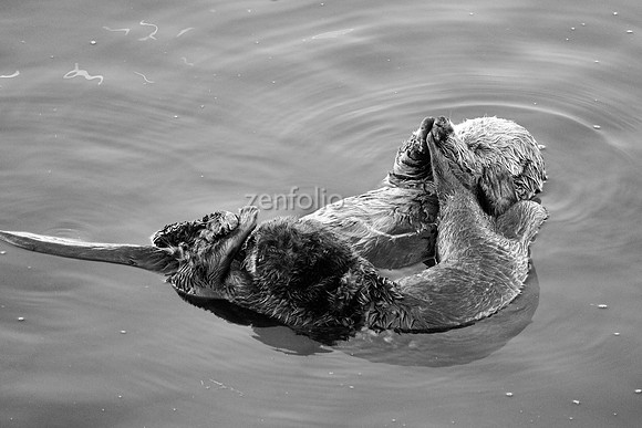 Sea Otters VIX