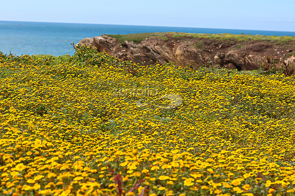 Point Buchon Trail I