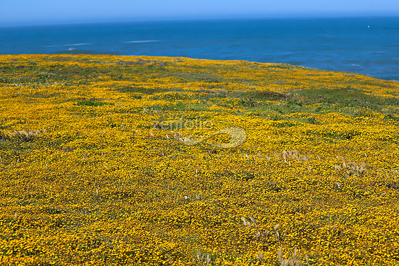 Point Buchon Trail IV