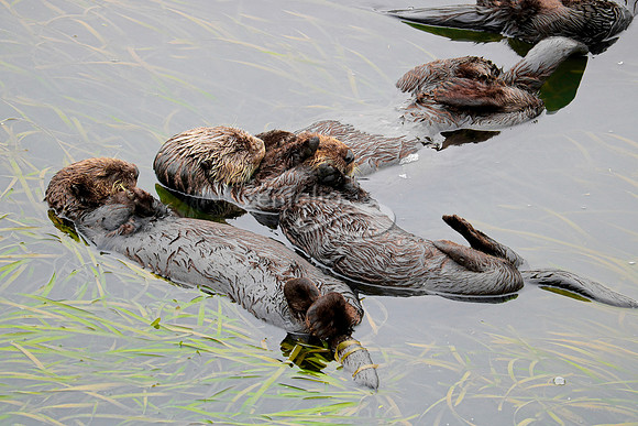 Sea Otters II