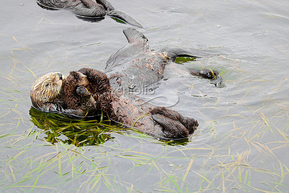 Sea Otters I