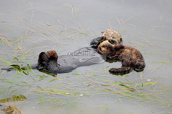 Sea Otters IV