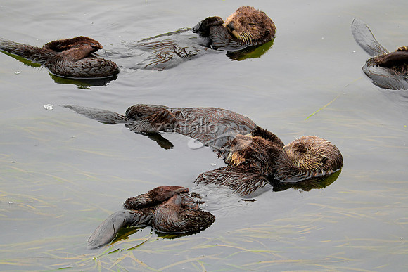 Sea Otters III