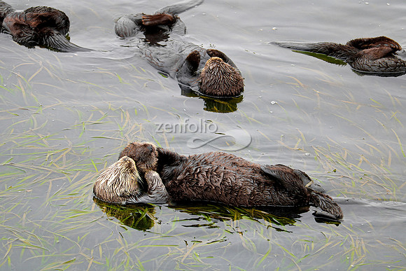 Sea Otters V
