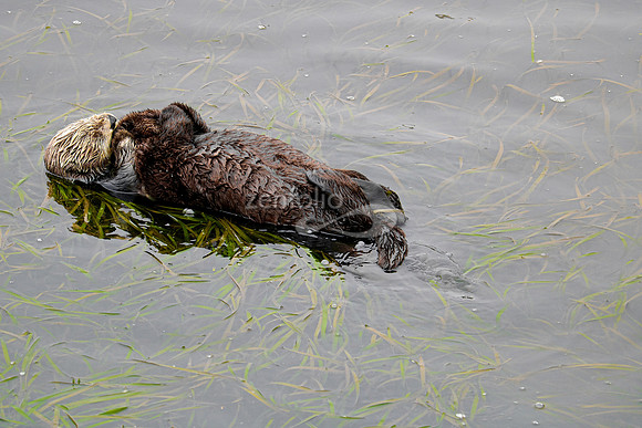 Sea Otters VI