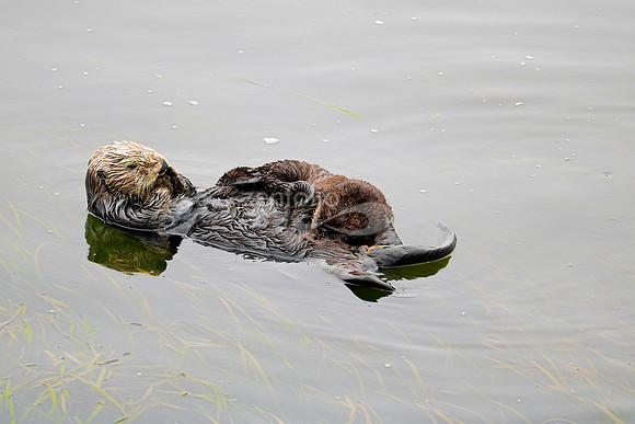 Sea Otters VII