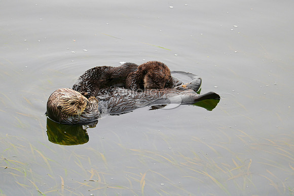 Sea Otters VIII