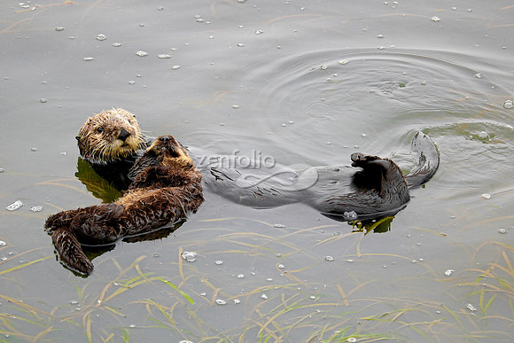 Sea Otters VIX