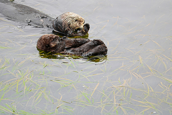 Sea Otters X