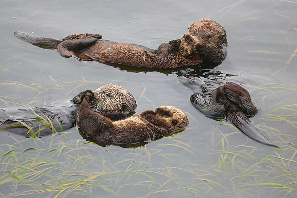Sea Otters XI