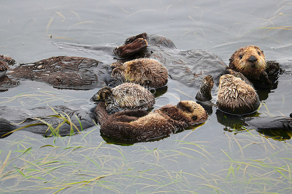 Sea Otters XII
