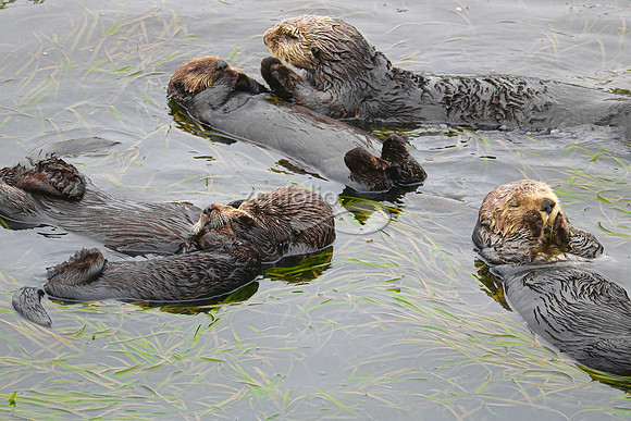 Sea Otters XIV