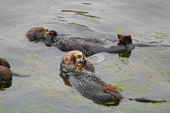 Sea Otters XV