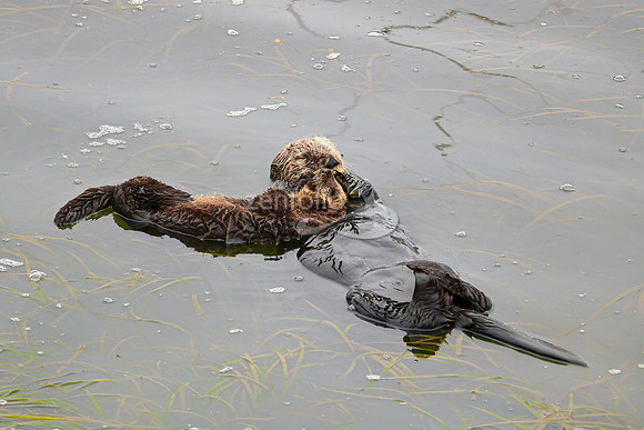 Sea Otters XVI