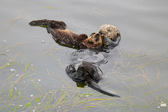Sea Otters XVIII