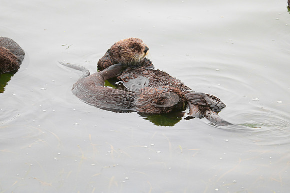 Sea Otters XX