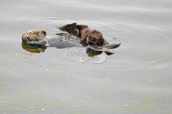 Sea Otters XXII