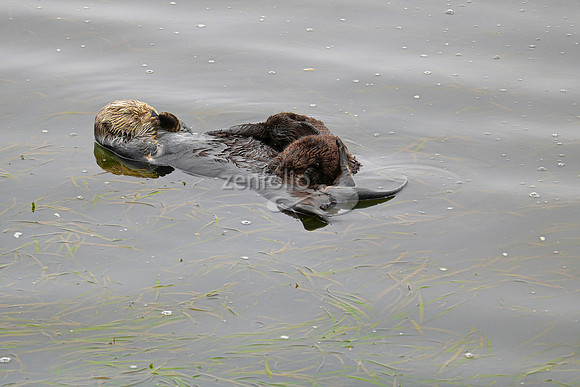 Sea Otters XXIII