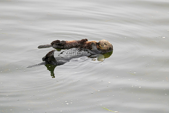 Sea Otters XXIV