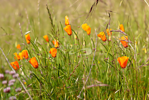San Luis Mountain Poppies XV