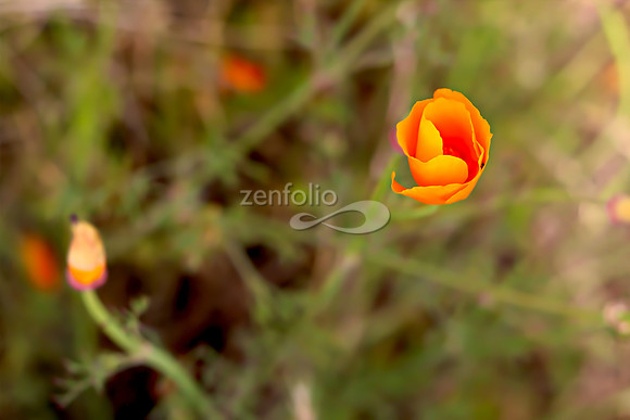 San Luis Mountain Poppies XI
