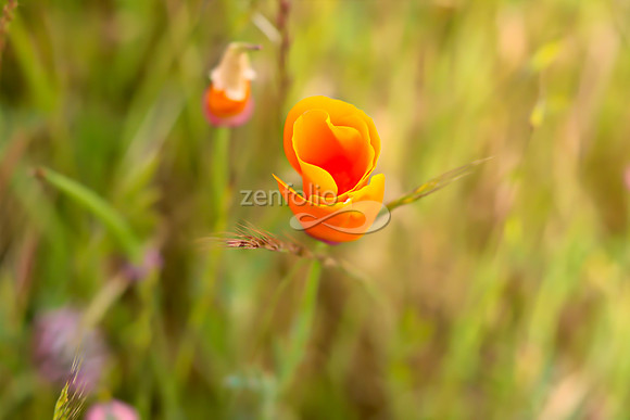 San Luis Mountain Poppies XIi