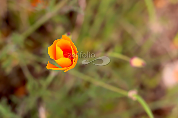 San Luis Mountain Poppies XIii