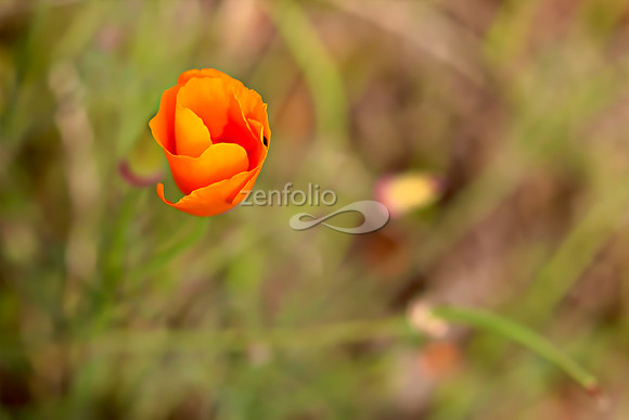 San Luis Mountain Poppies XIV