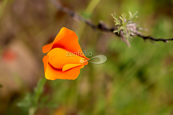 San Luis Mountain Poppies XVII