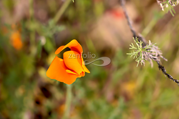 San Luis Mountain Poppies XVIII