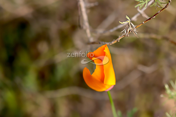 San Luis Mountain Poppies XVI
