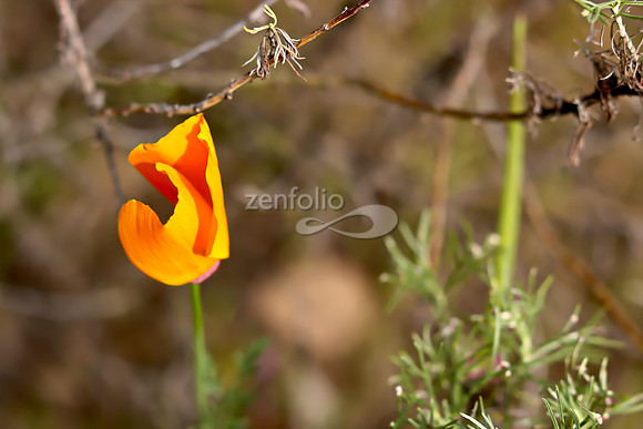 San Luis Mountain Poppies XIX
