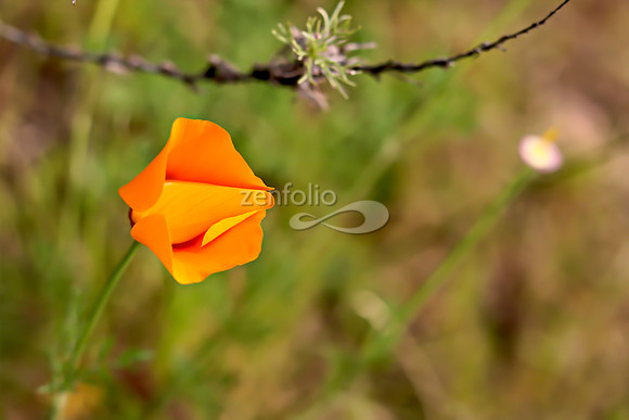 San Luis Mountain Poppies XX