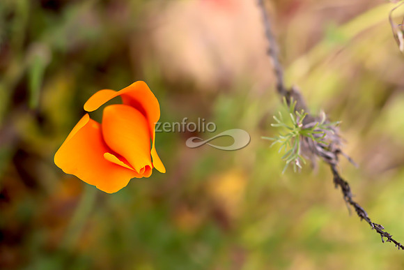 San Luis Mountain Poppies XXI