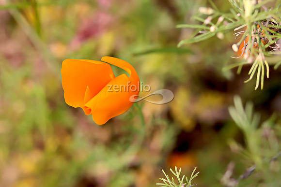 San Luis Mountain Poppies XXIII