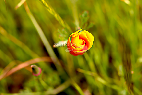 San Luis Mountain Poppies XXII