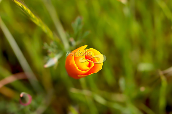 San Luis Mountain Poppies XXIV