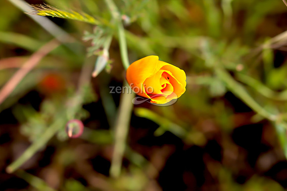 San Luis Mountain Poppies XXV