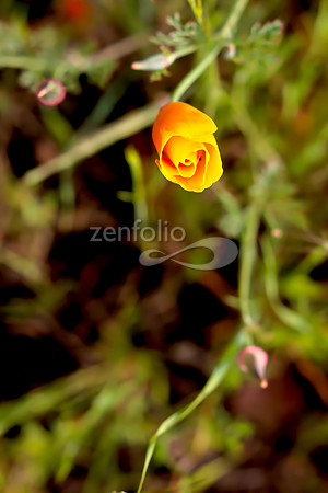San Luis Mountain Poppies XXVIII
