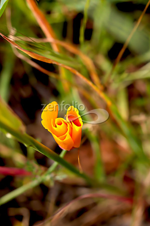 San Luis Mountain Poppies XXVII