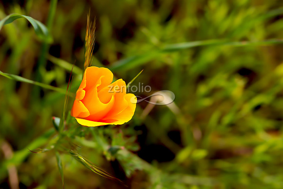 San Luis Mountain Poppies XXVI