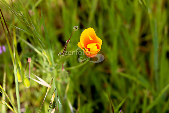 San Luis Mountain Poppies XXIX