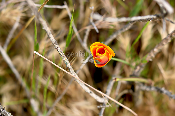 San Luis Mountain Poppies XXX