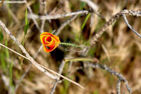 San Luis Mountain Poppies XXXII