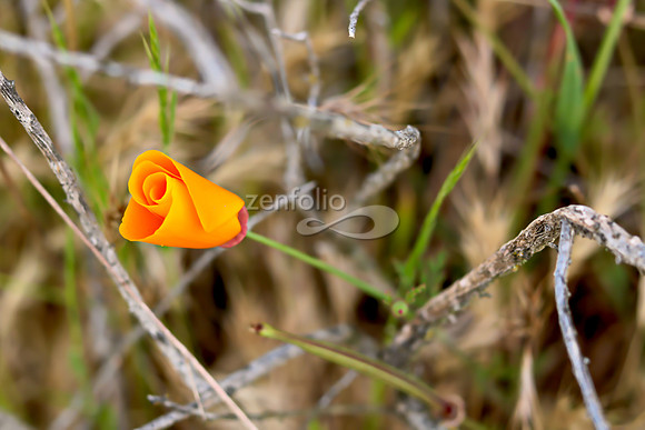 San Luis Mountain Poppies XXXI
