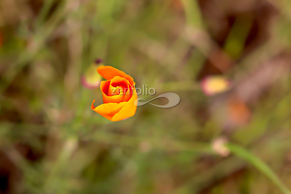 San Luis Mountain Poppies XXXIII
